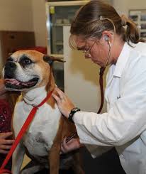 Detecting Hypothyroidism in Your Dog